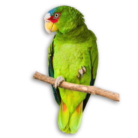 Apply for the 2026 Playa Flamingo Residency